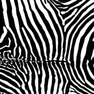 Vector Zebra background