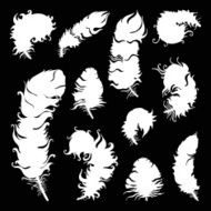 Beautiful Vintage Feathers N10