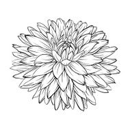 black and white dahlia flower isolated Hand-drawn contour lines strokes