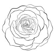 Beautiful monochrome black and white rose isolated on background N2