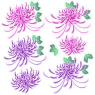 Japanese flower material N11