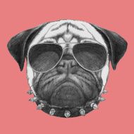 Hand drawn portrait of Pug Dog with collar and sunglasses