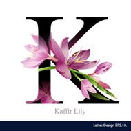 Letter K vector alphabet with kaffir lily flower ABC concept