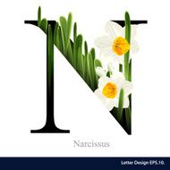 Letter N vector alphabet with narcissus flower ABC concept