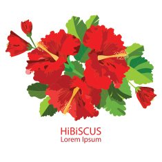 hibiscus N4