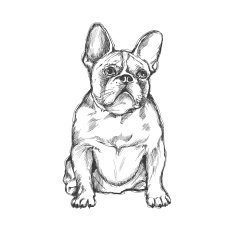 Bulldog french N3