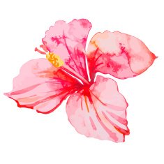 Set of tropical flowers Hibiscus Leaves