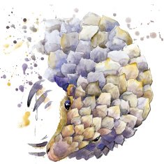 African animals armadillo illustration with splash watercolor textured background
