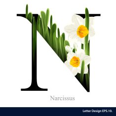 Letter N vector alphabet with narcissus flower ABC concept