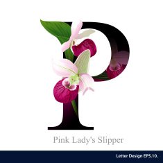 Letter P vector alphabet with pink lady slipper flower