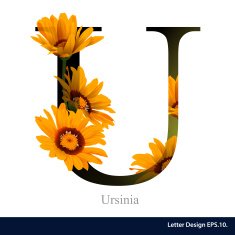 Letter U vector alphabet with Ursinia ABC concept