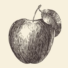 Apple Vintage Engraved Illustration Hand Drawn