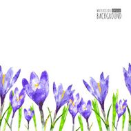 Watercolor seamless background with purple crocus flower and gre