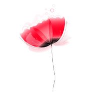 Cute beautiful abstract Poppy flower isolated on white