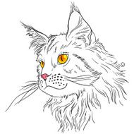 Maine coon N3