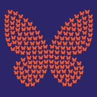 Butterflies N15