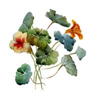 Nasturtium watercolor N2