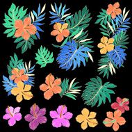 Hibiscus illustration N10