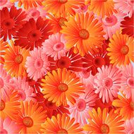 Seamless texture gerbera vector