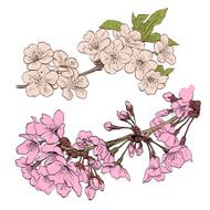 Flowers hand drawn vector illustration N2