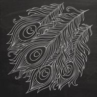 Peacock feathers chalkboard vector