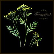 Nansy botanical vector illustration
