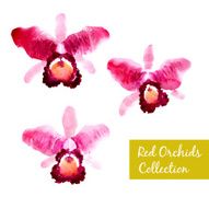 Collection of red watercolor orchids