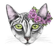 Hand drawn of cat