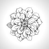 Flower monochrome Line Art