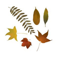 Leafs-Design Elements