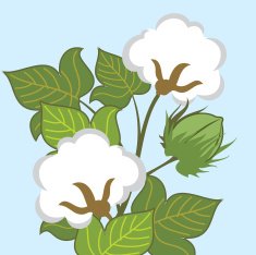 Vector - Cotton Plant Closeup