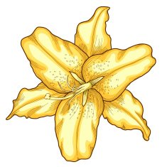 beautiful lily in the style of engraving and watercolors