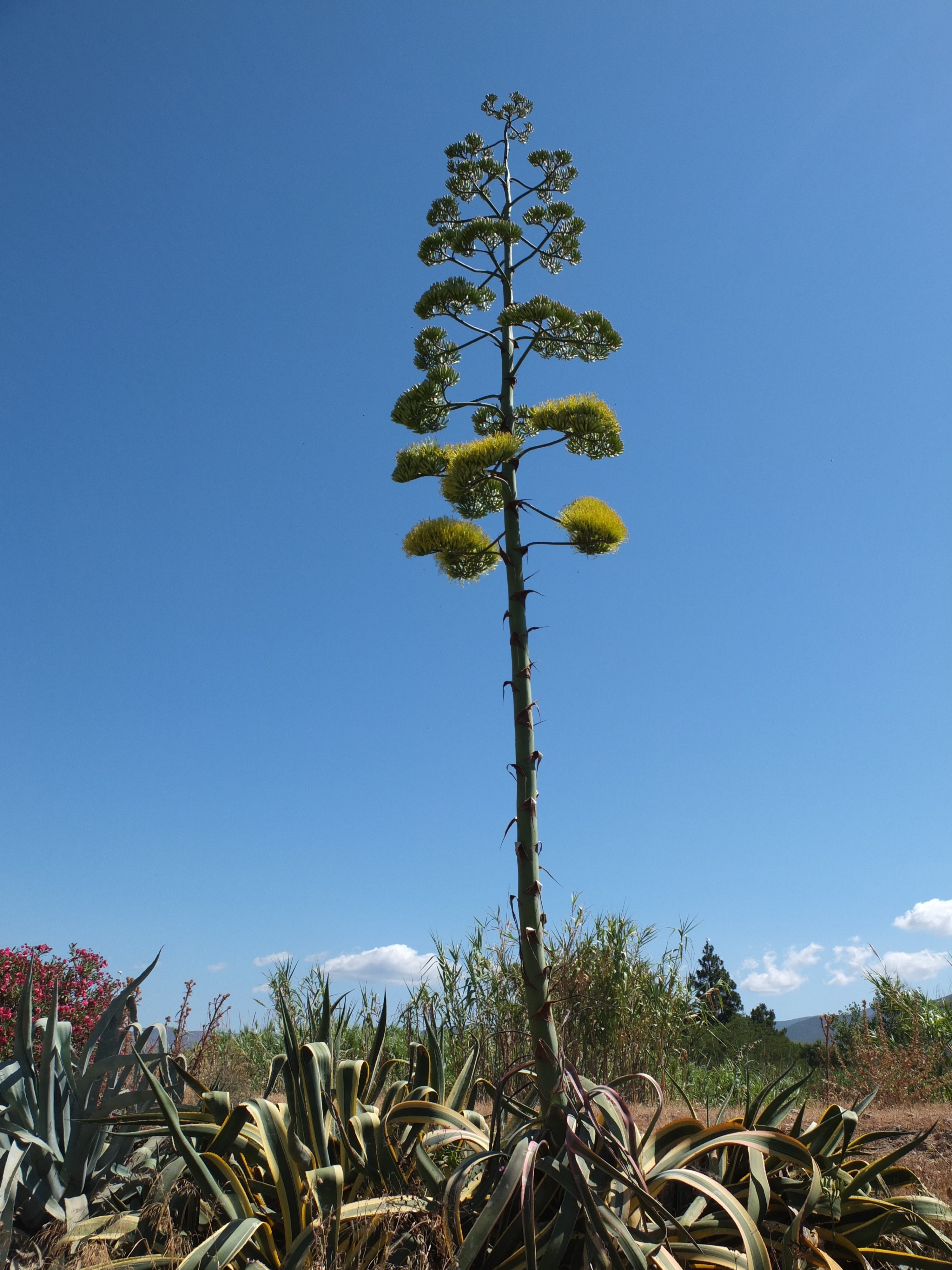 Как цветет агава фото Agave inflorescence in Sardinia free image download