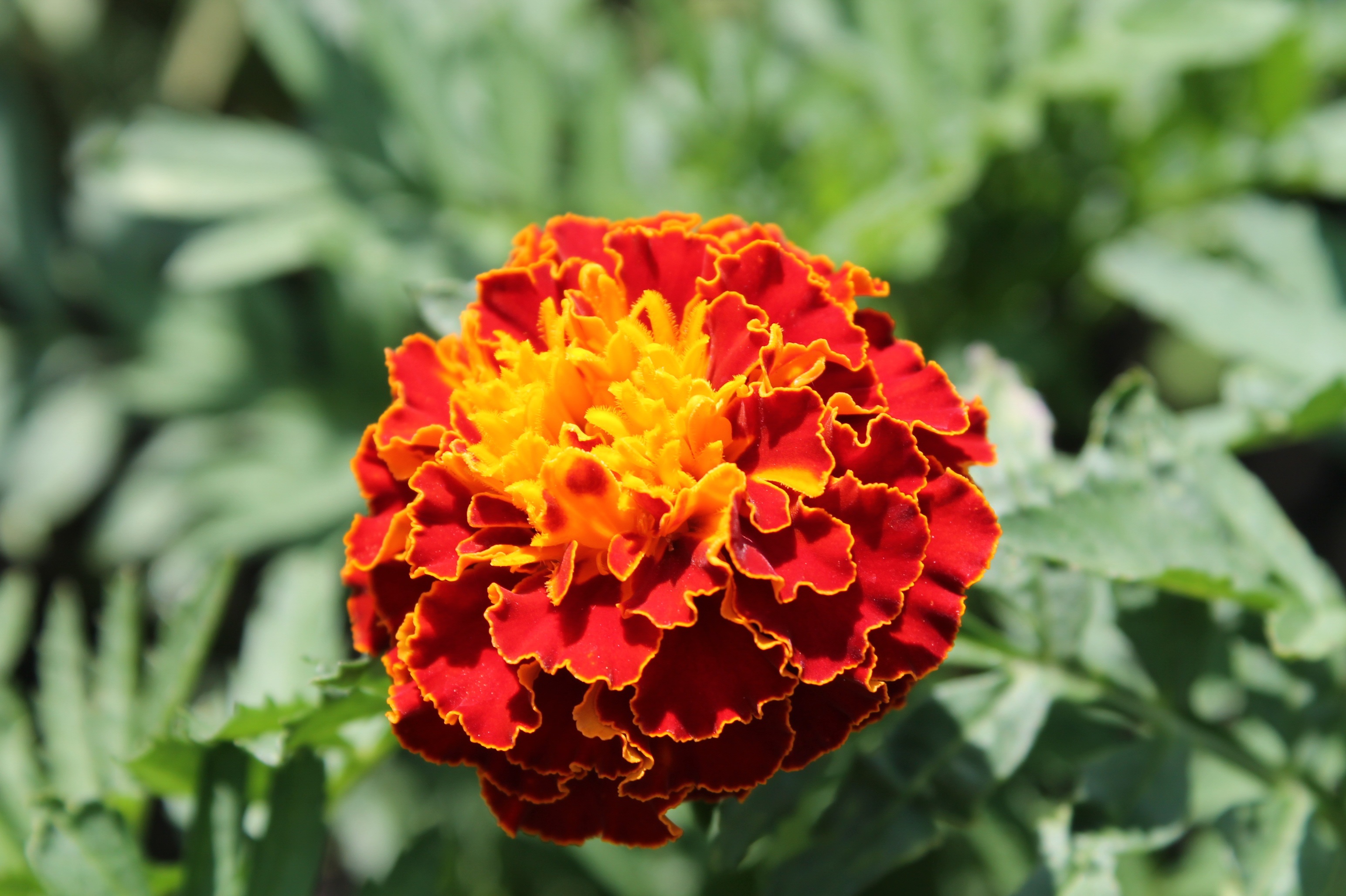 French marigold flower close up free image download