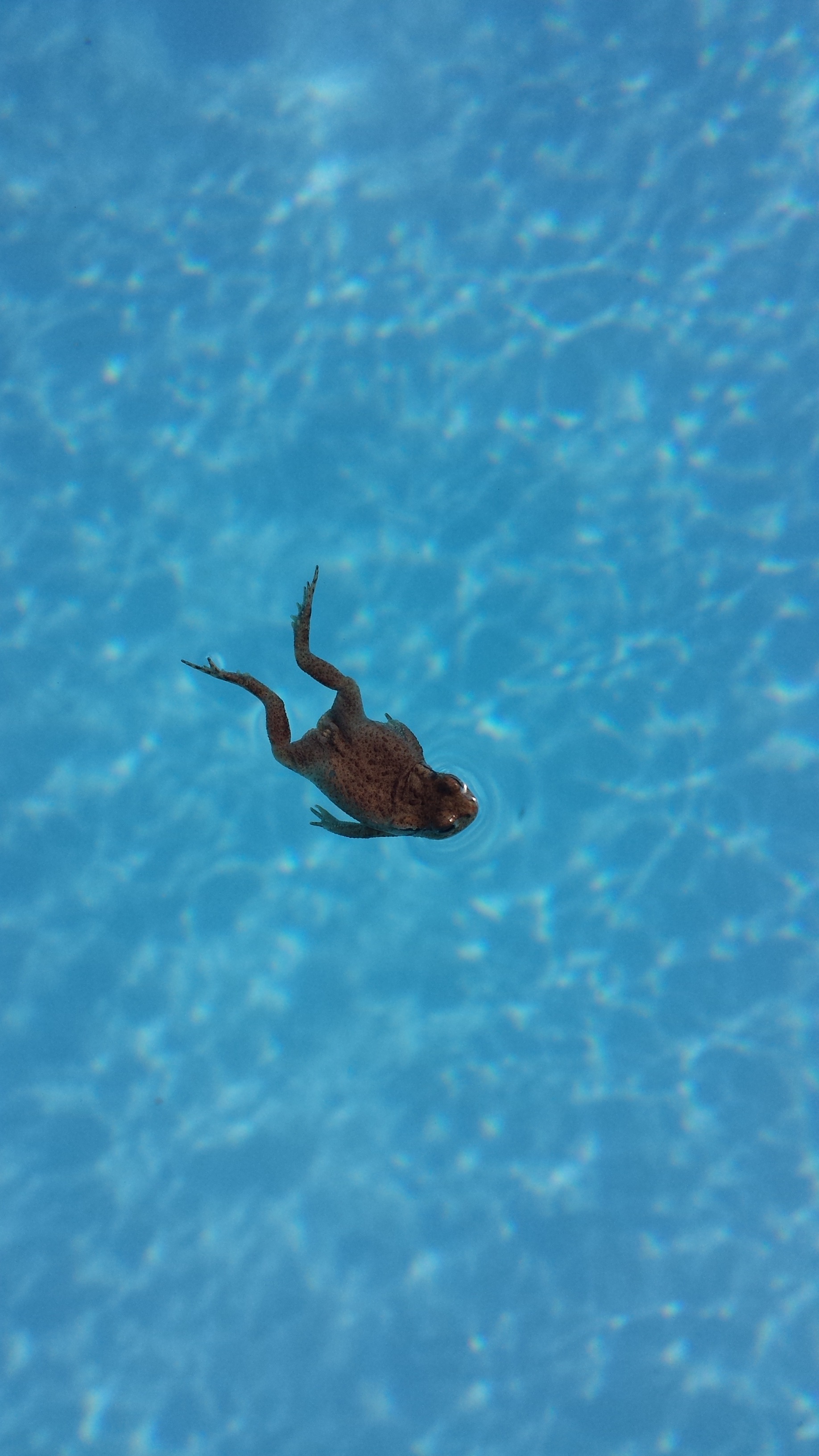 Frog swimming in pool free image download