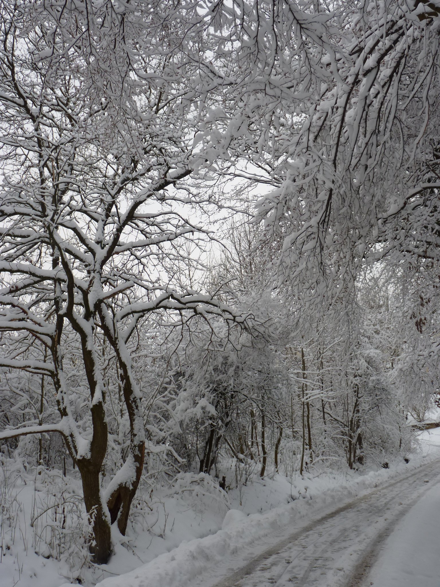 Beautiful december landscape in the forest free image download