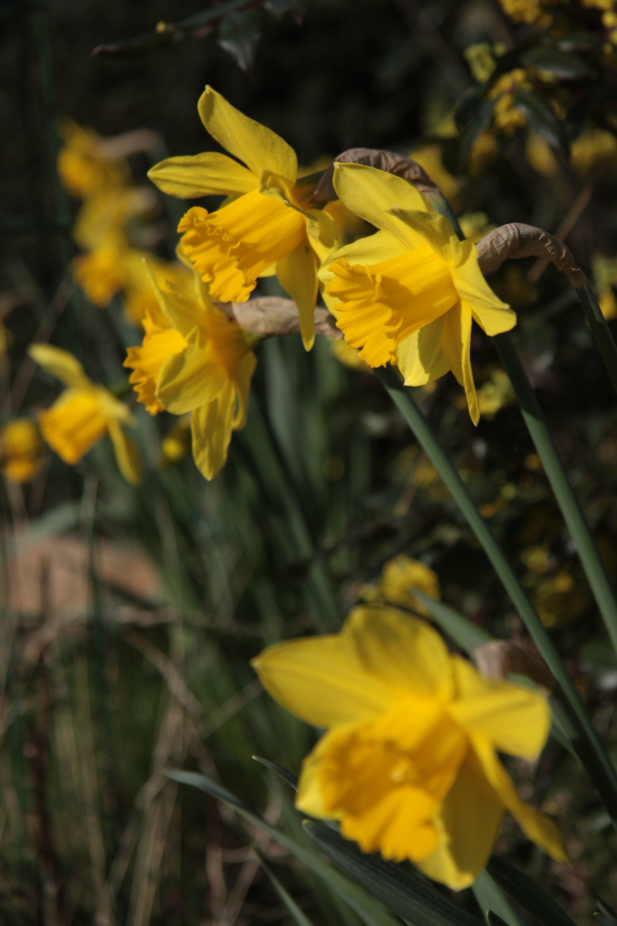 Yellow daffodil petals free image download