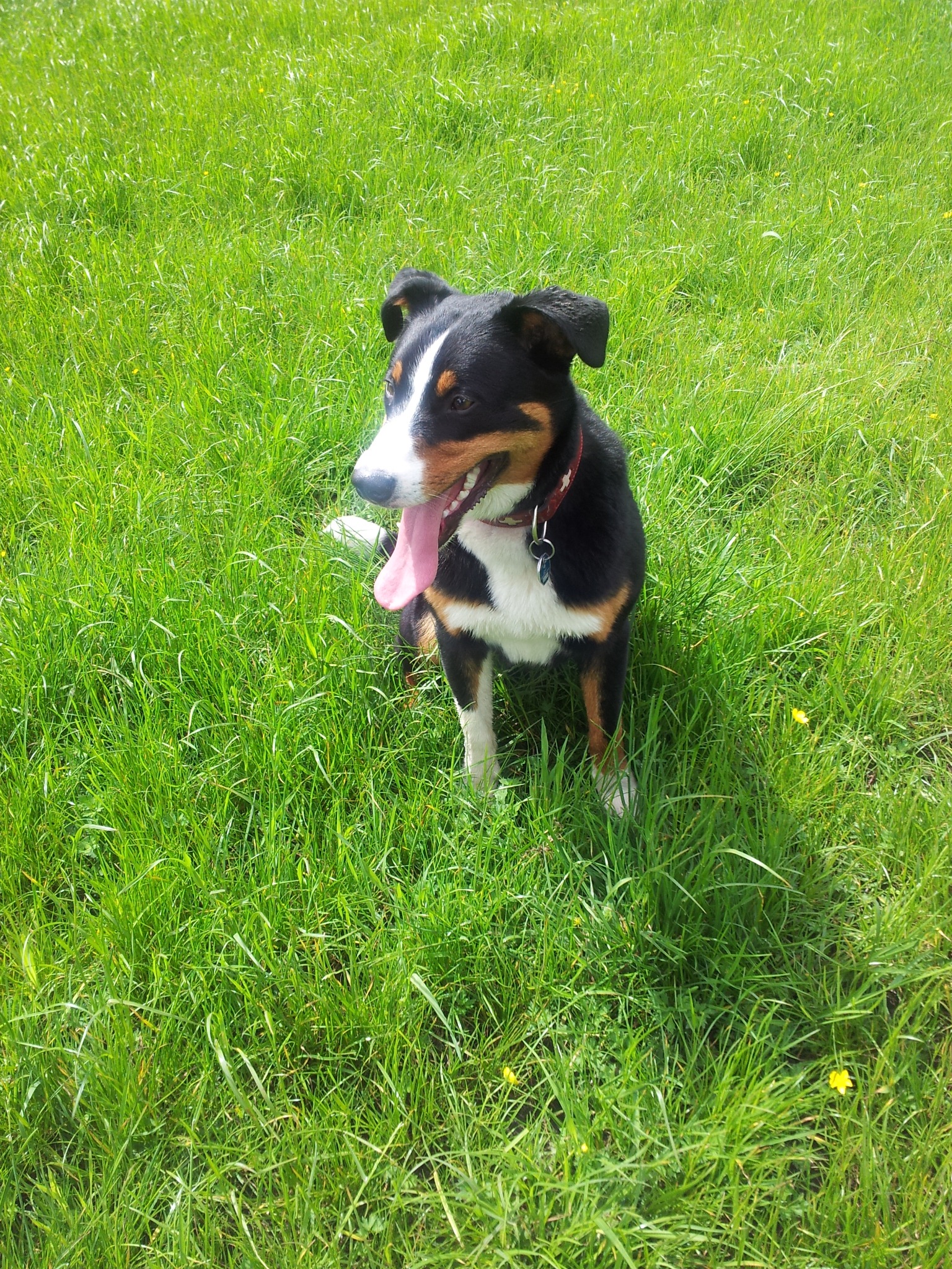 spotted-dog-in-a-green-meadow-free-image-download