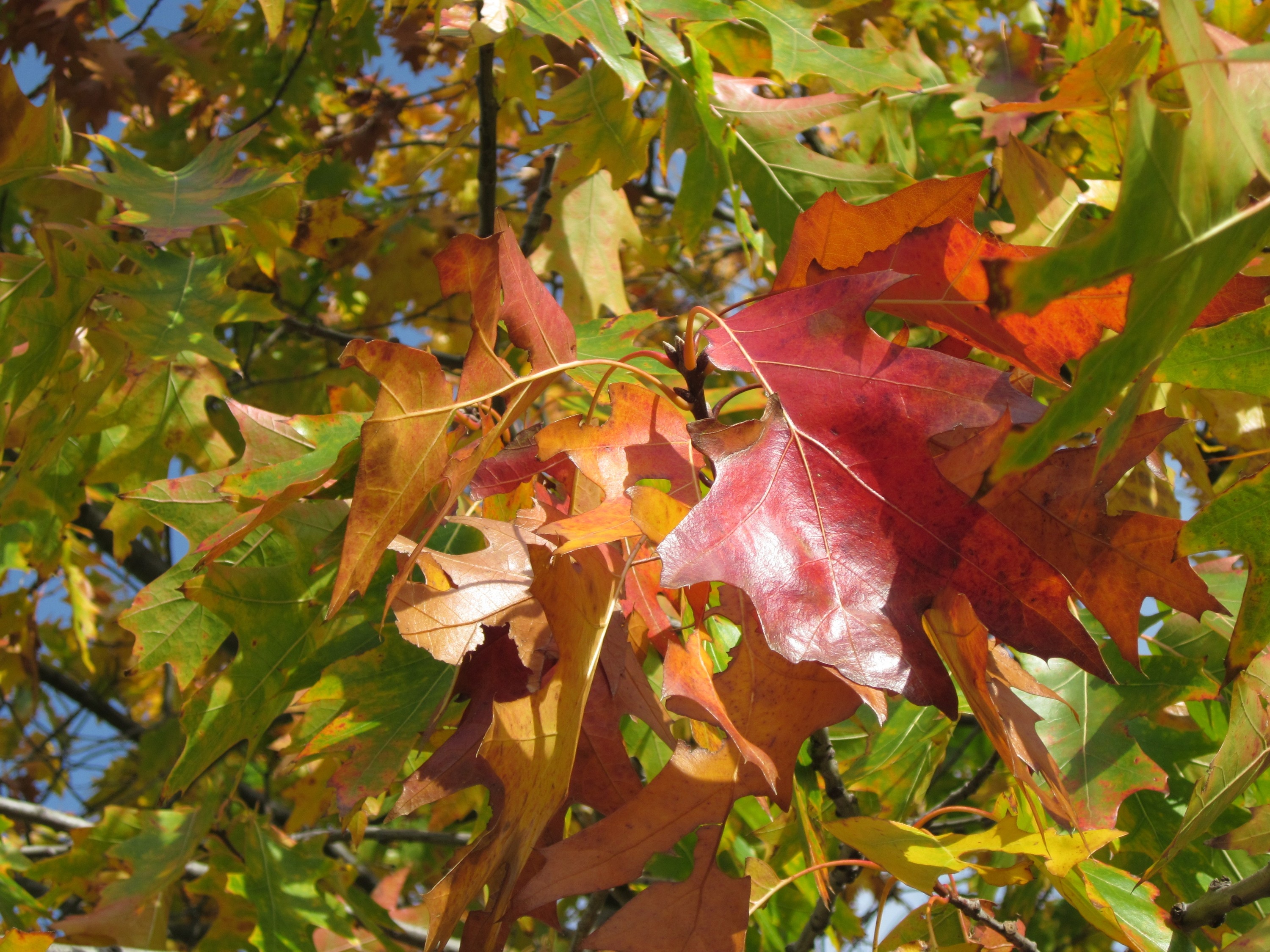 Дуб красный / Quercus rubra лист