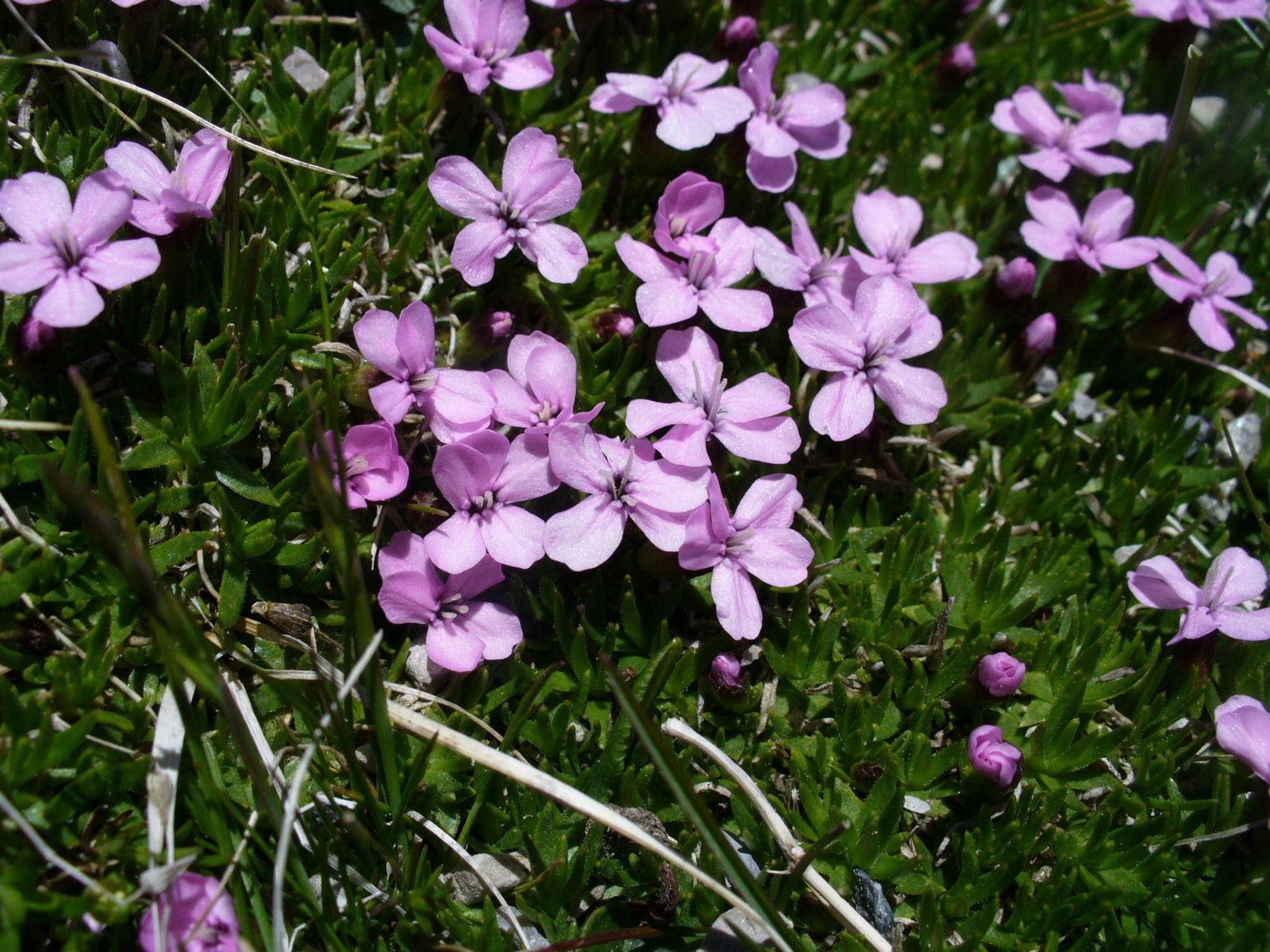 Light purple mountain mallow closeup free image download