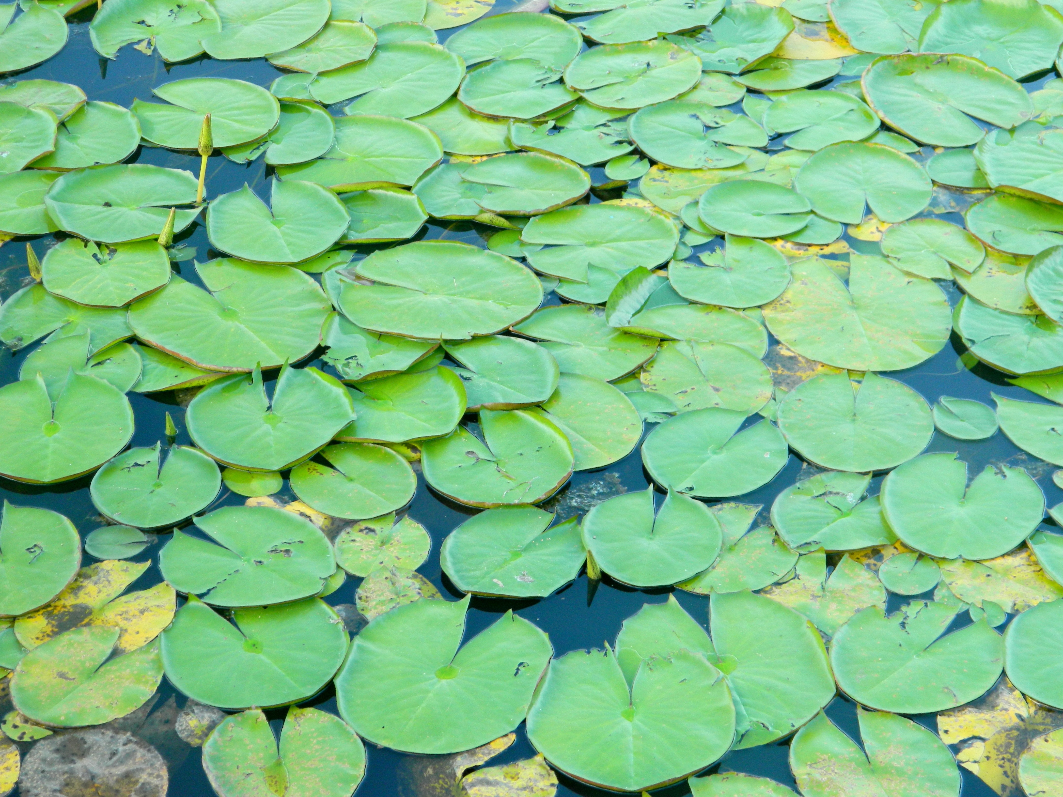 Листья водных растений имеют. Плавающие растения. Текстура кувшинки. Pond зеленый. Высшее водное растение.