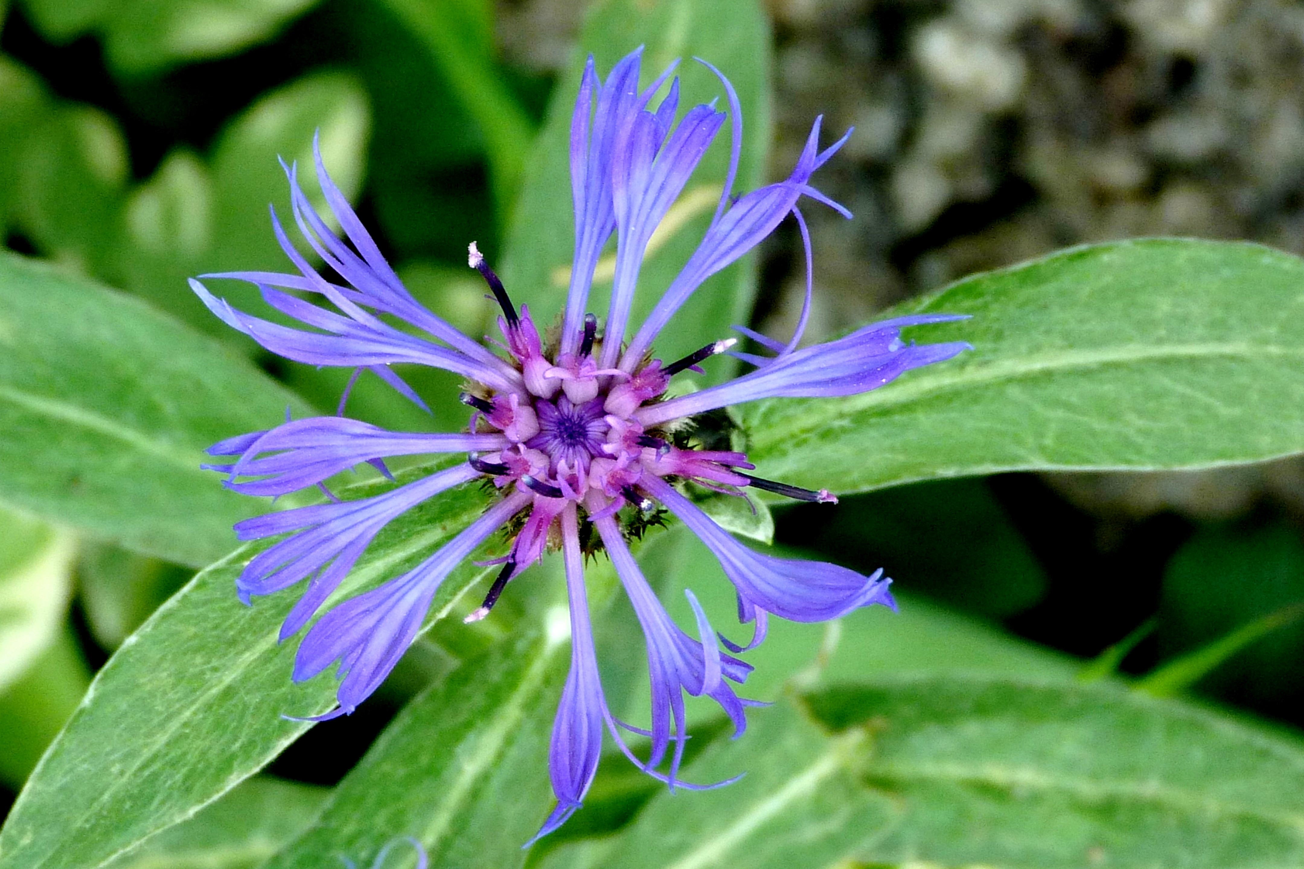 Spring blue flower in the garden free image download