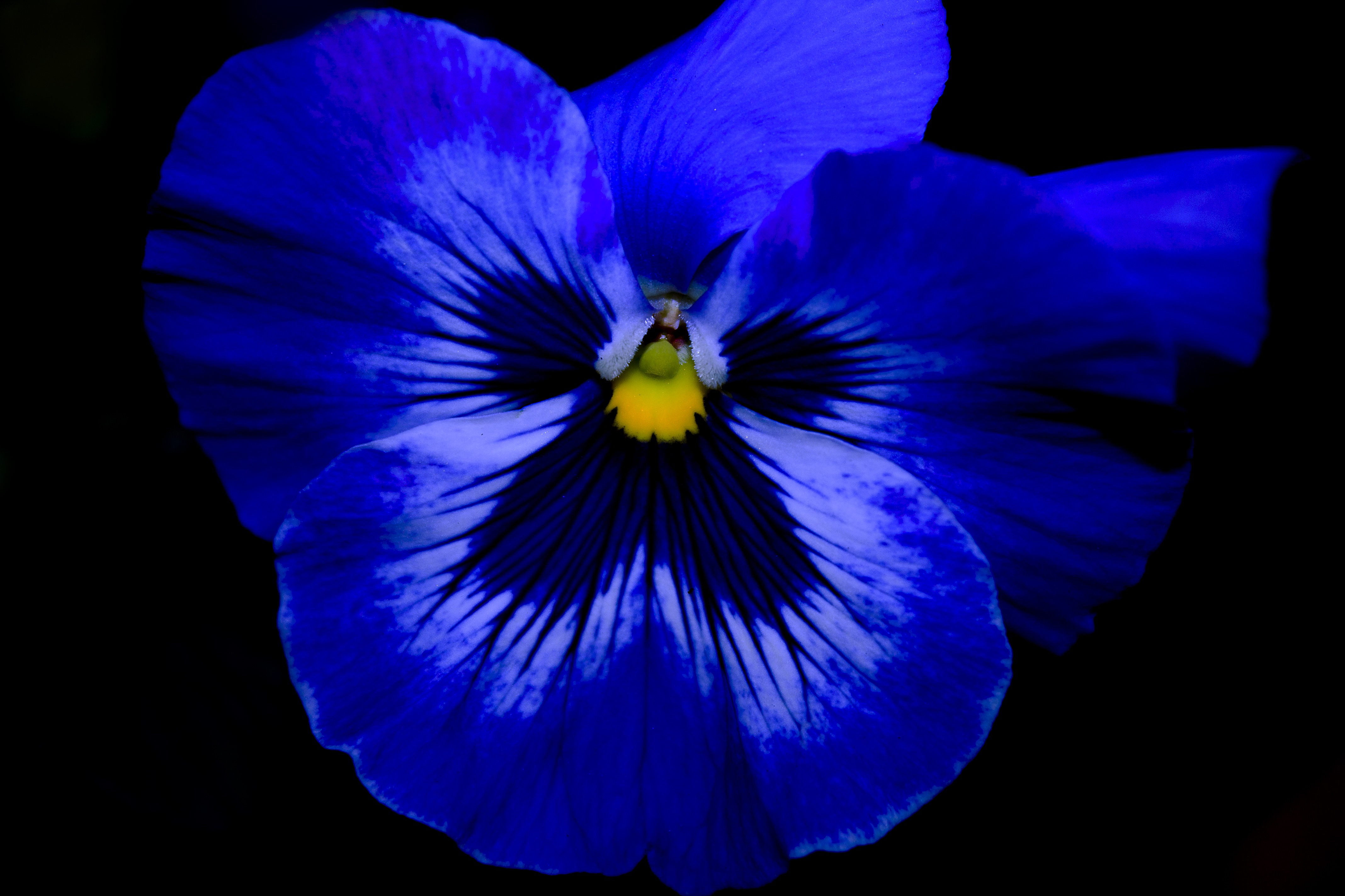 Bright blue pansies close-up free image download