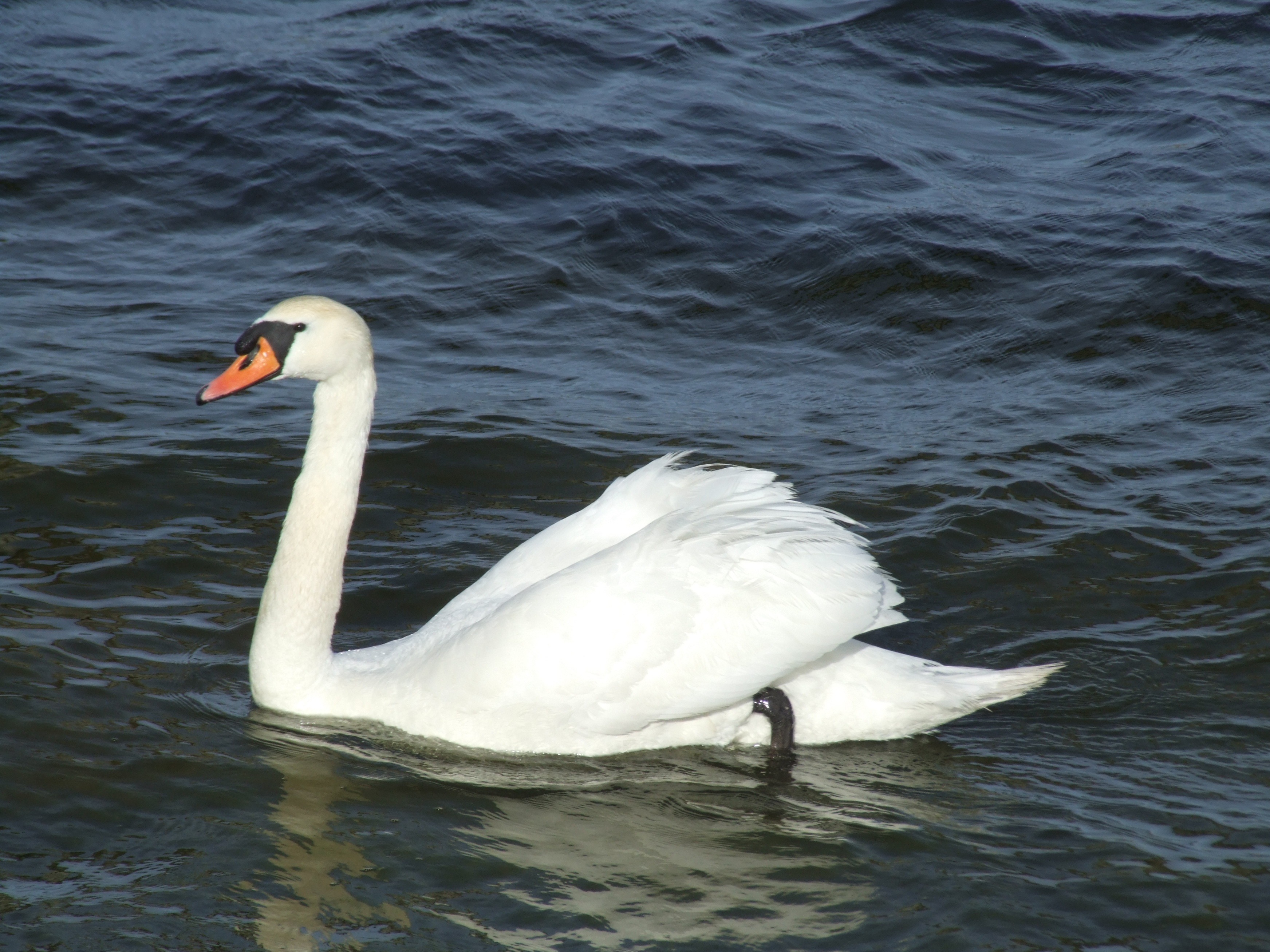 Graceful swan swimming free image download