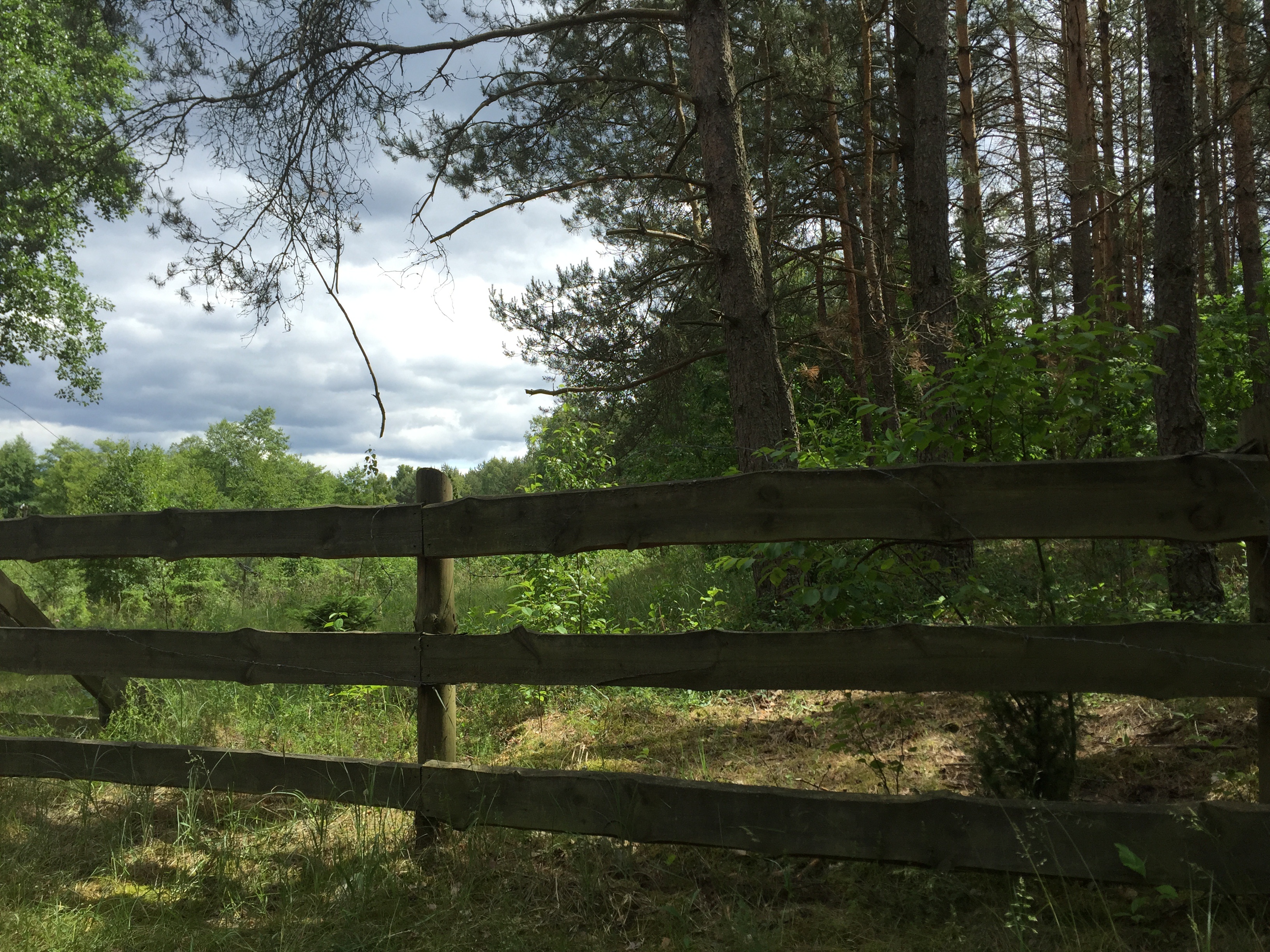 Summer Holidays In Poland Peaceful Forest Scene Free Image