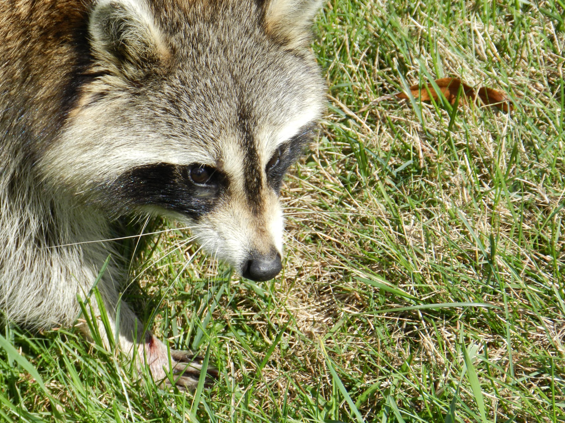 Raccoon is on the green grass free image download
