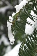 Snow on the tree branches close-up on blurred background
