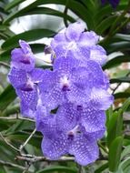 blue Vanda is a type orchid