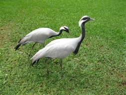 two cranes on green grass