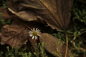 white daisy among large dry leaves
